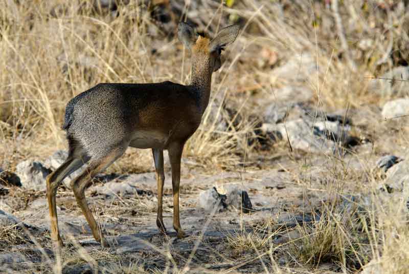 Antílope Dik Dik - parque nacional de Etosha - Namibia 4.jpg